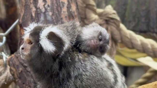 У пары игрунок в Ленинградском зоопарке родился детеныш - «Семья»