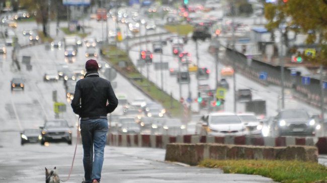 В Москве рассказали, как правильно гулять с приютской собакой - «Семья»